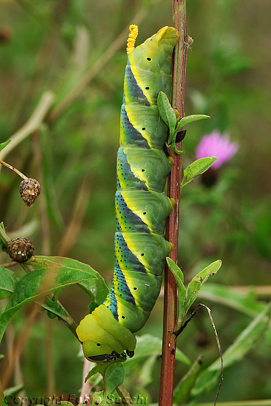 Acherontia atropos